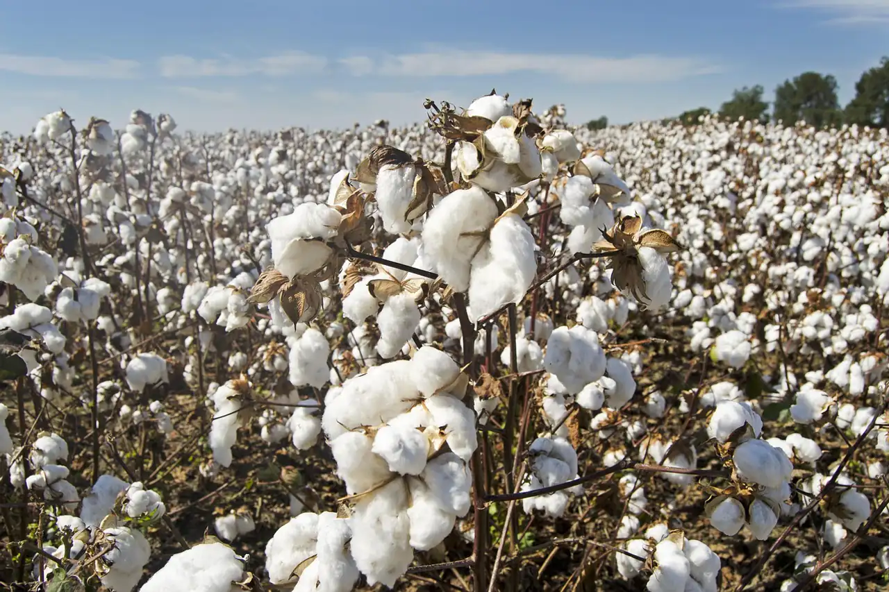 Open cotton bolls in a field