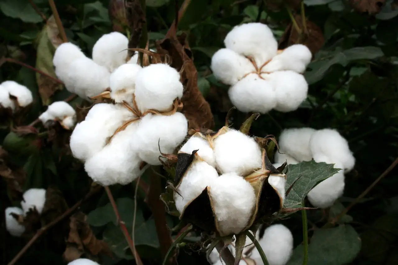 Cotton bolls on the plant