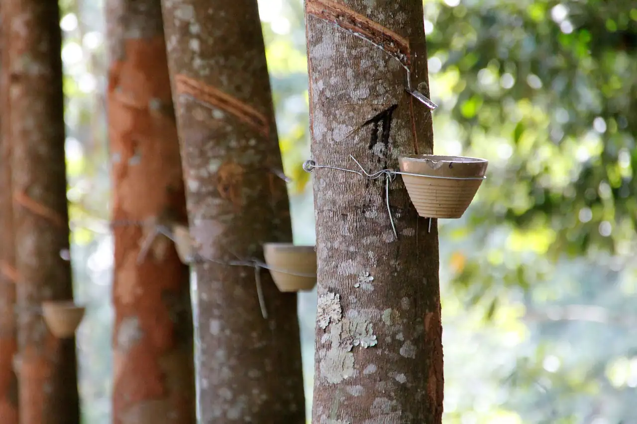 Rubber trees tapped with collecting cups on the trunks