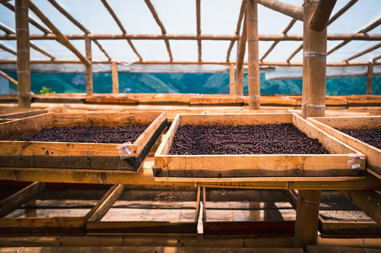 Coffee beans drying on raised beds under a shelter