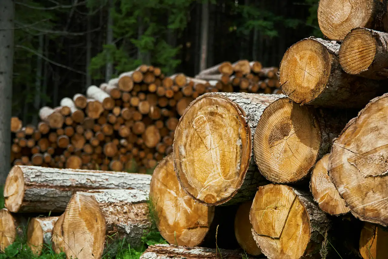 Felled logs stacked at the edge of a forest