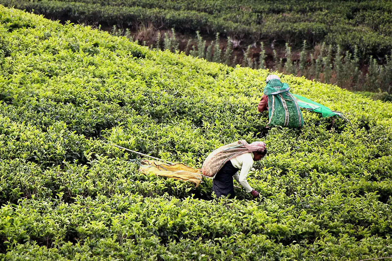 A worker picking leaves on a tea plantation