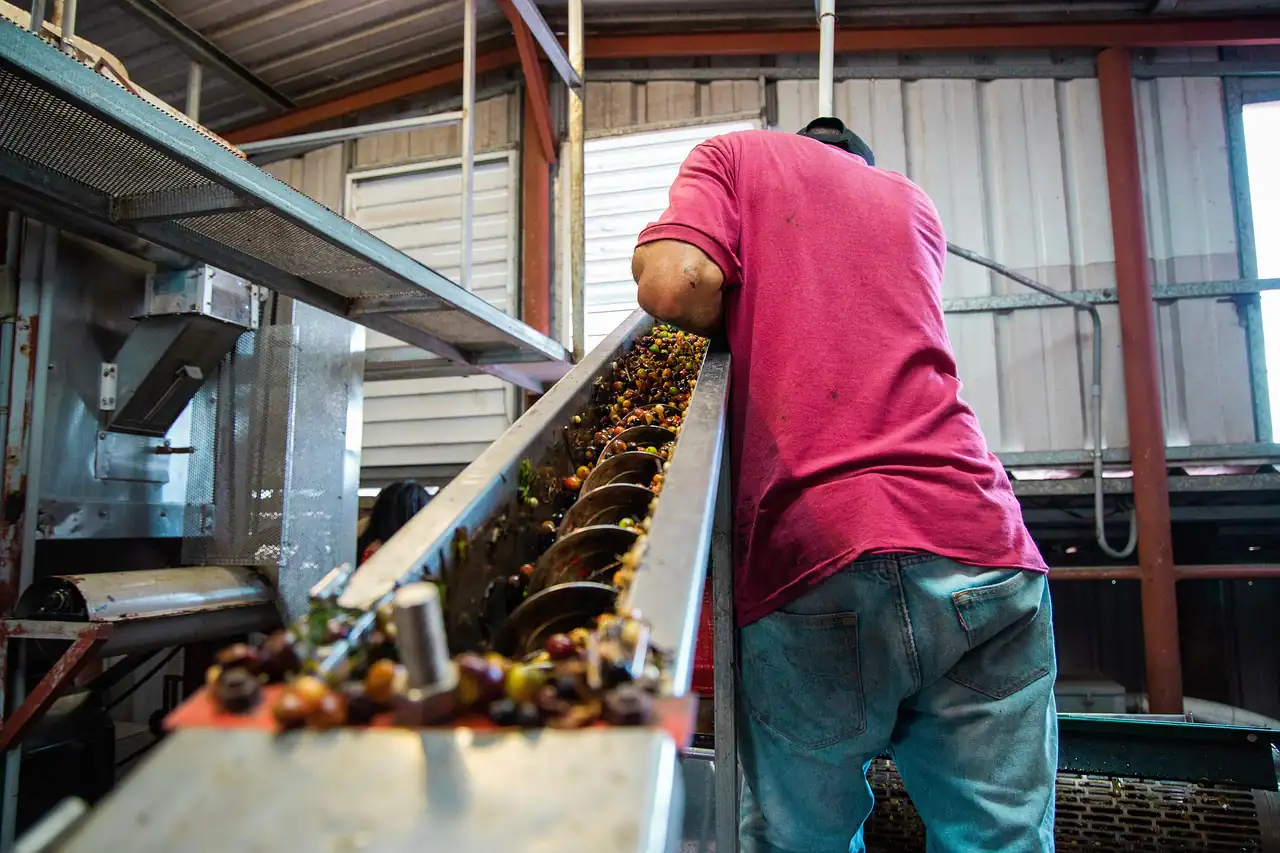 A worker at a nut processing conveyor