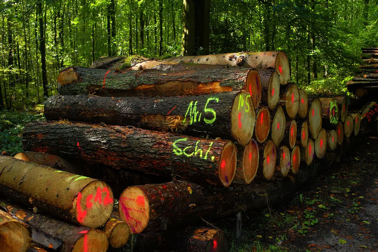 Logs stacked in a forest with painted marks on their ends