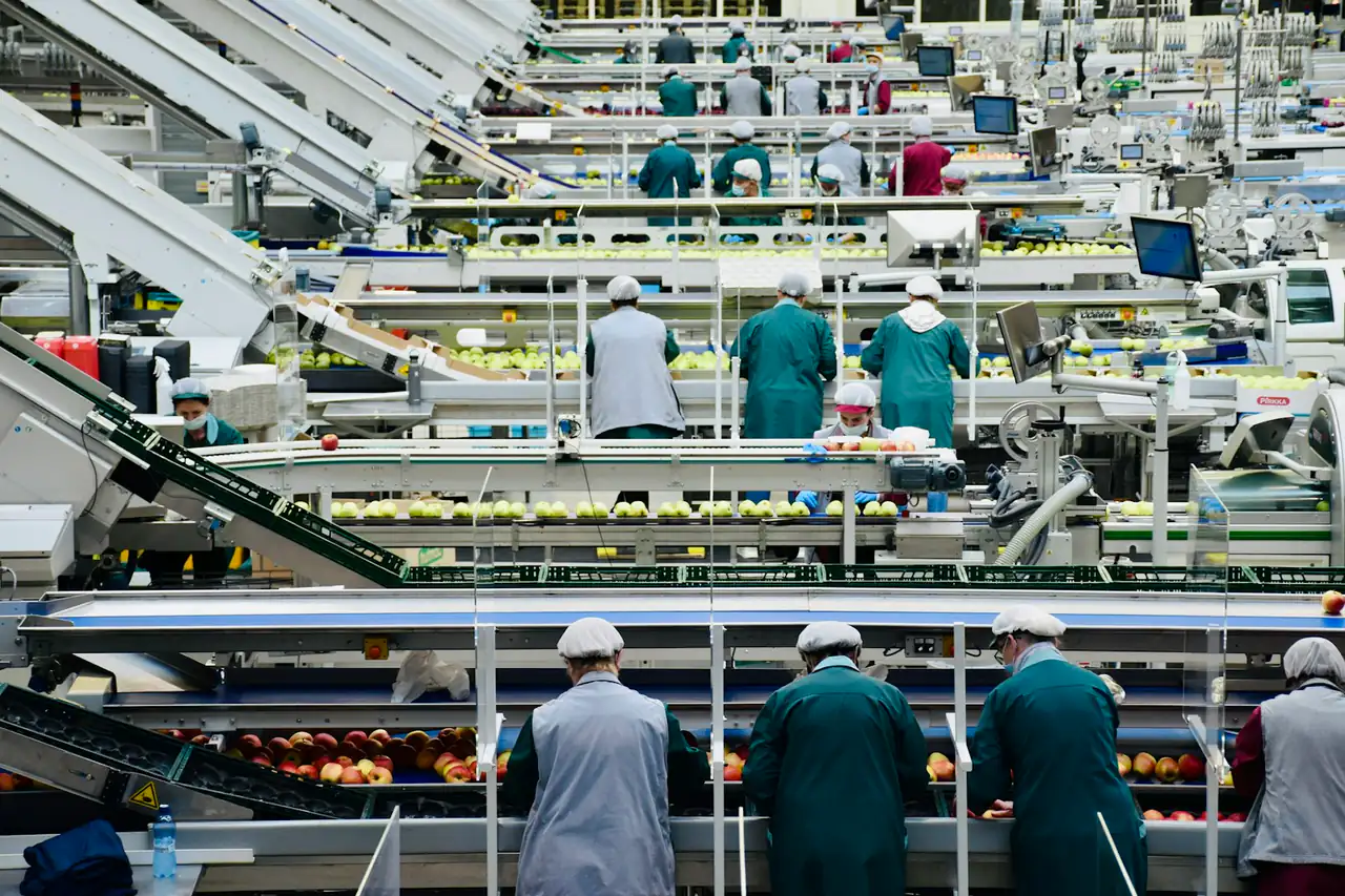 Rows of workers in hairnets along a food processing line