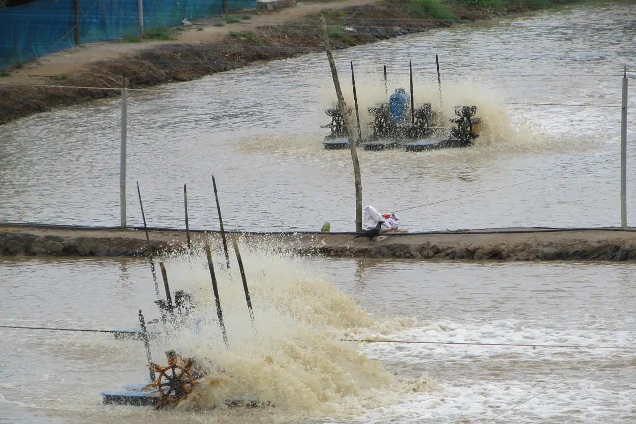 Paddle aerators churning the water of an aquaculture pond