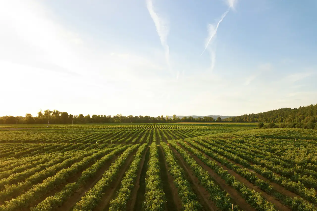 Rows of young crops in a cultivated field