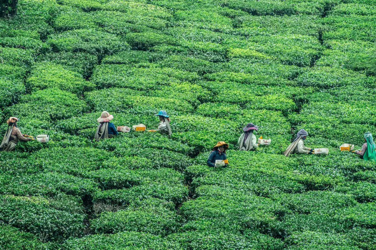 Pickers working across a hillside tea plantation