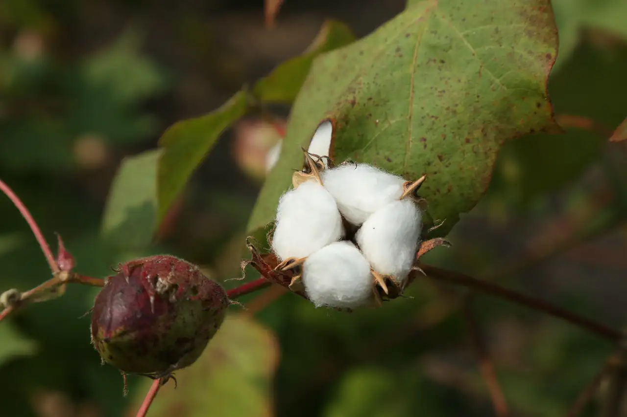 An open cotton boll on the plant