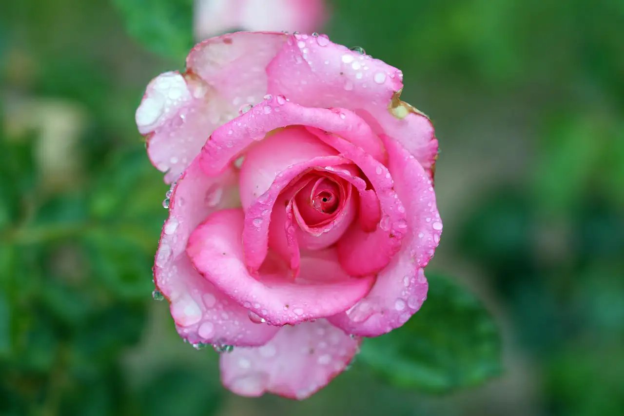 A pink rose