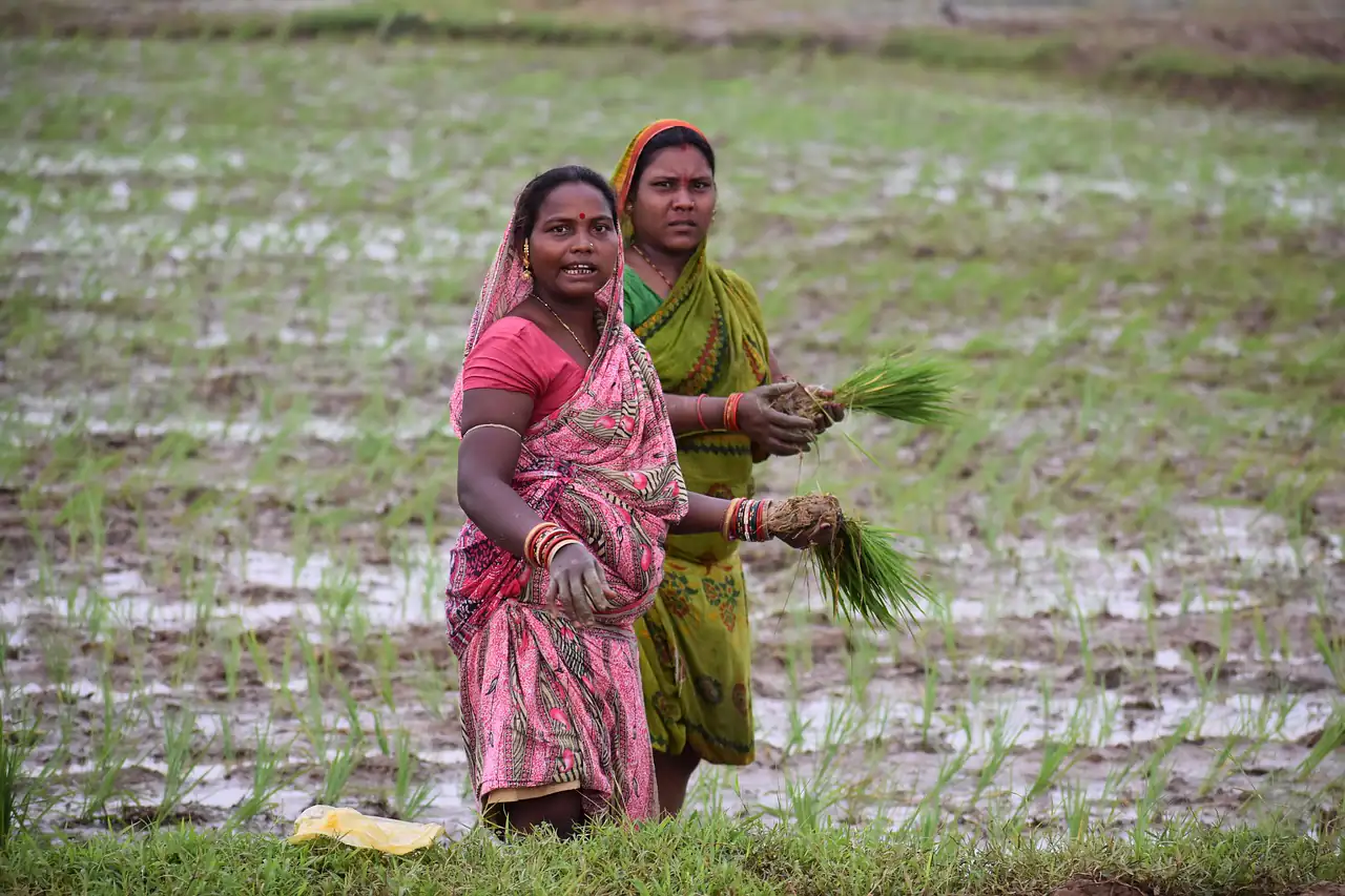Women working in a flooded rice paddy