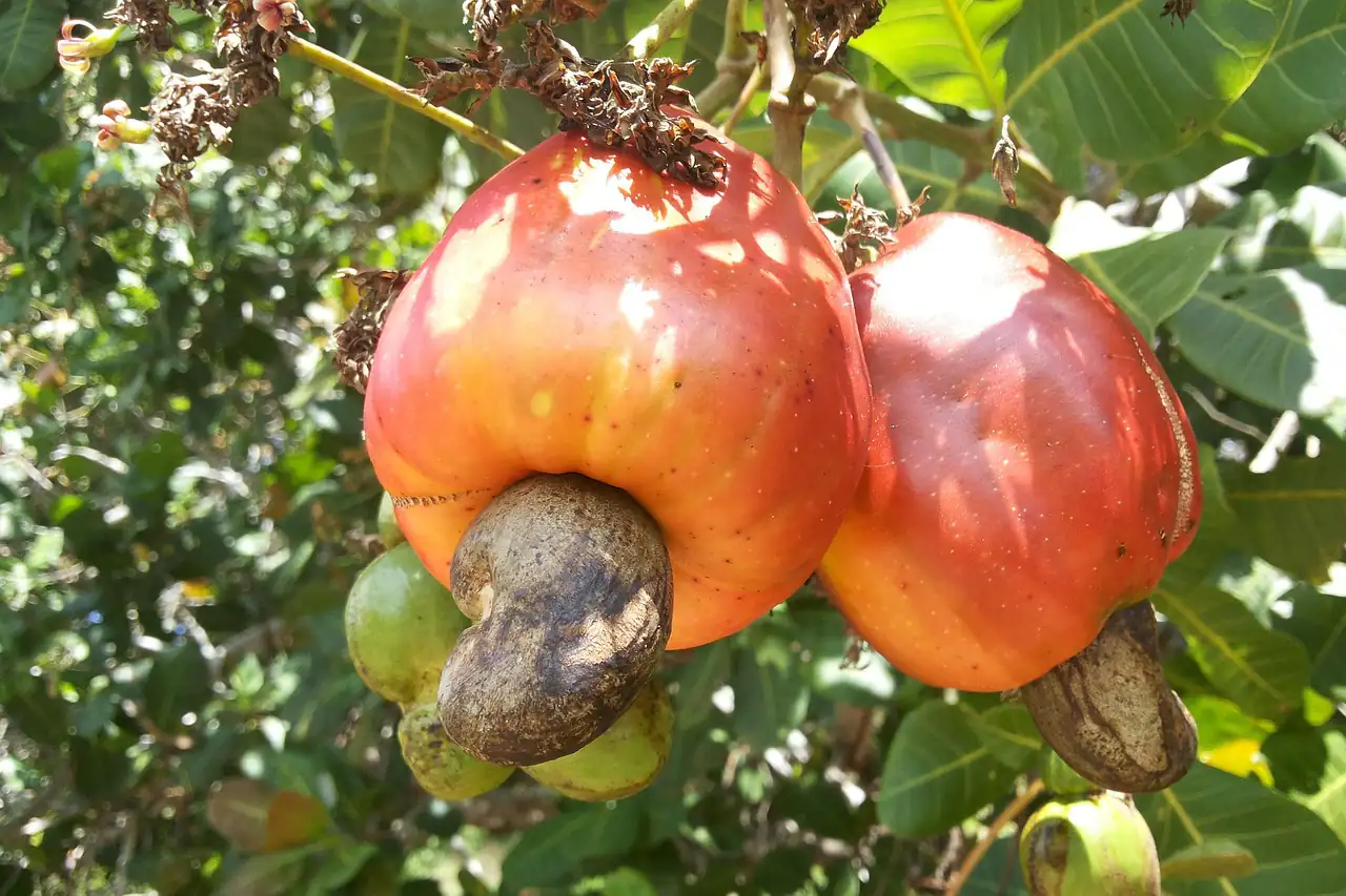 Cashew apples with their nuts on the tree