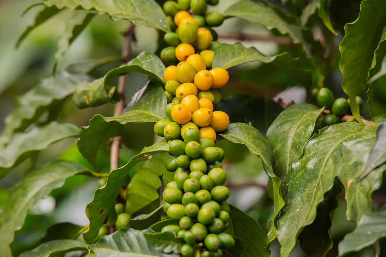 Coffee cherries ripening on the branch