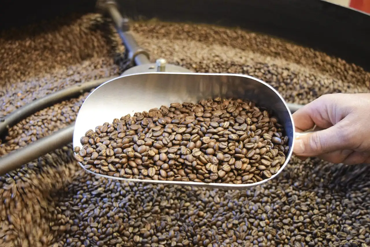 A scoop of freshly roasted coffee beans