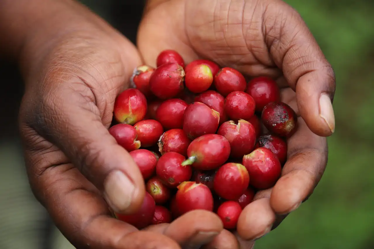 Hands holding freshly picked coffee cherries