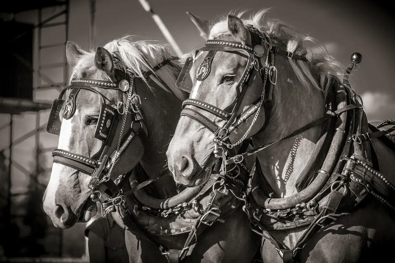Draught horses in leather bridles