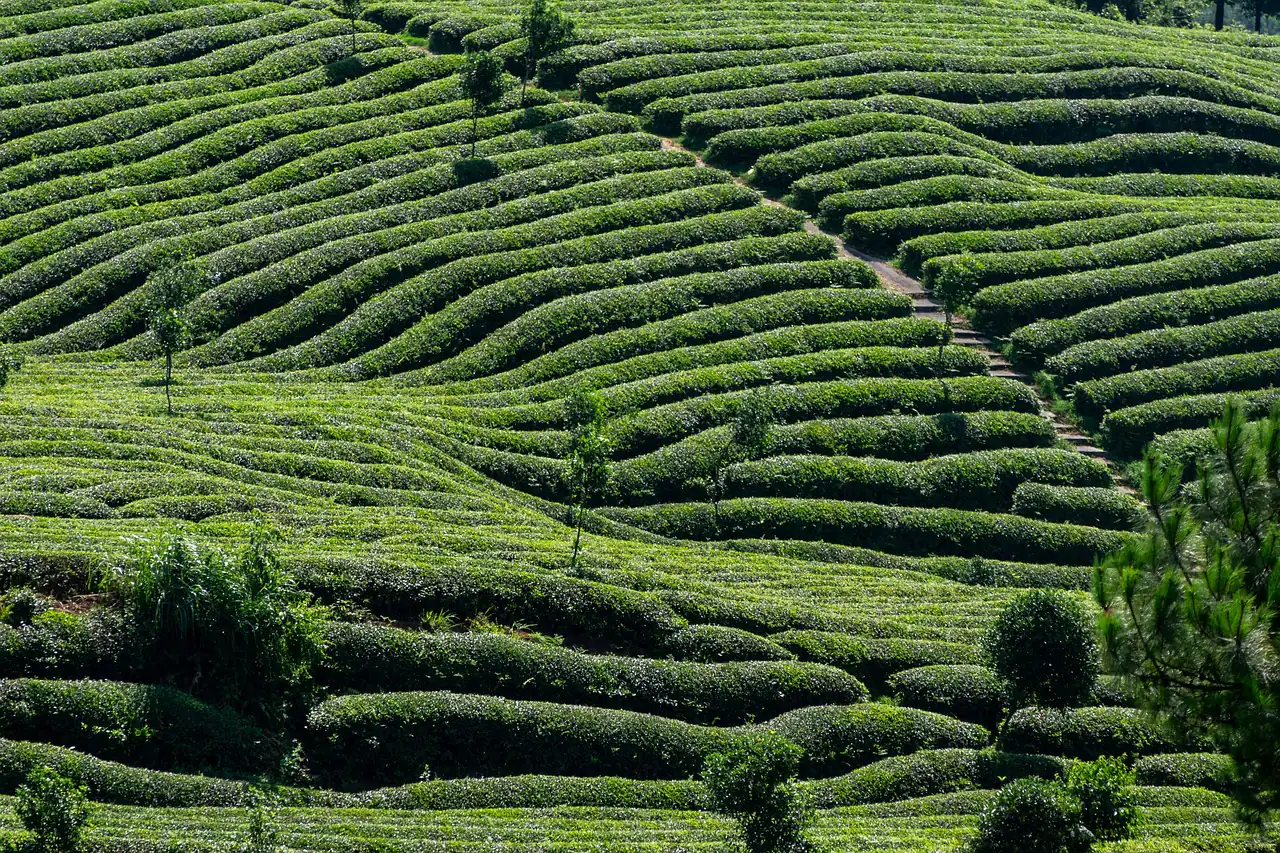 Rows of tea bushes on a hillside