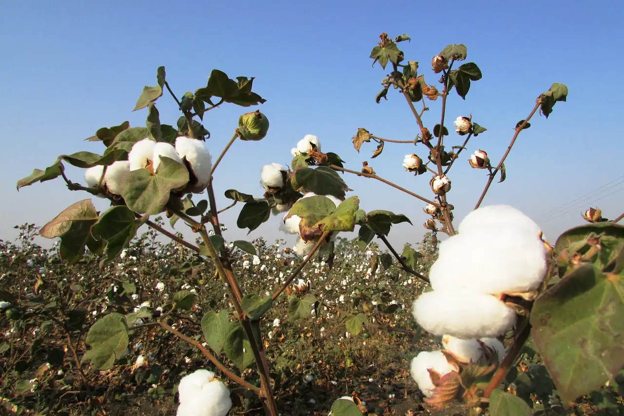 Open cotton bolls on the plant