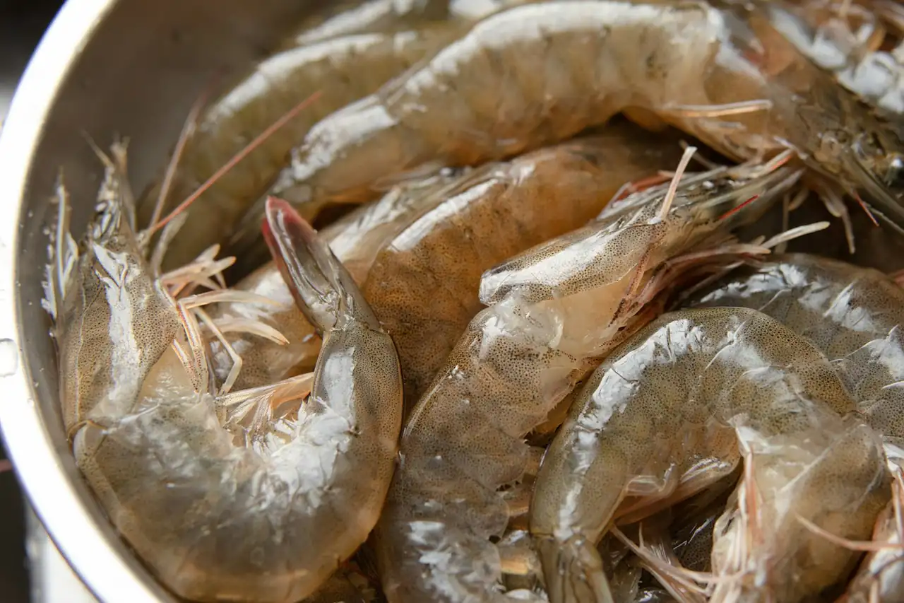 Raw shrimp close up