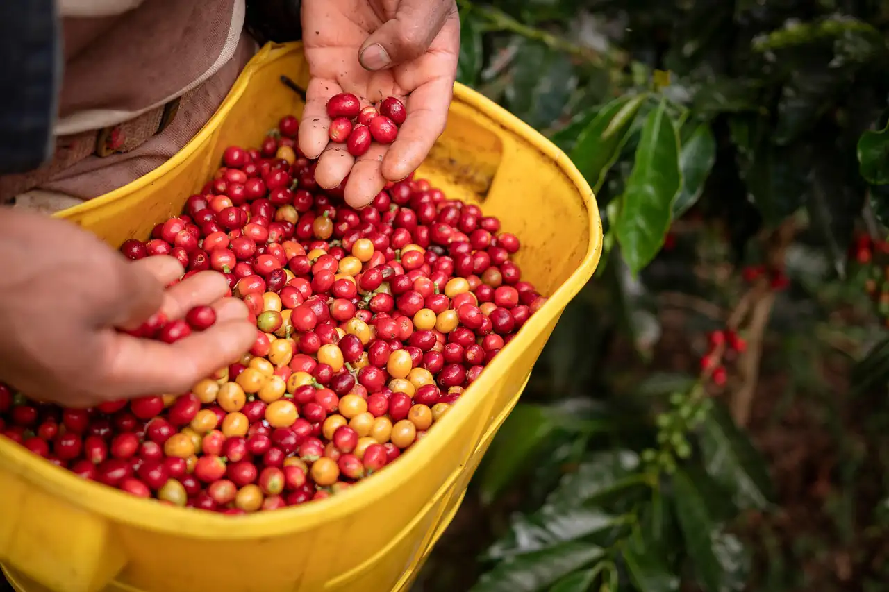 Hands picking ripe coffee cherries
