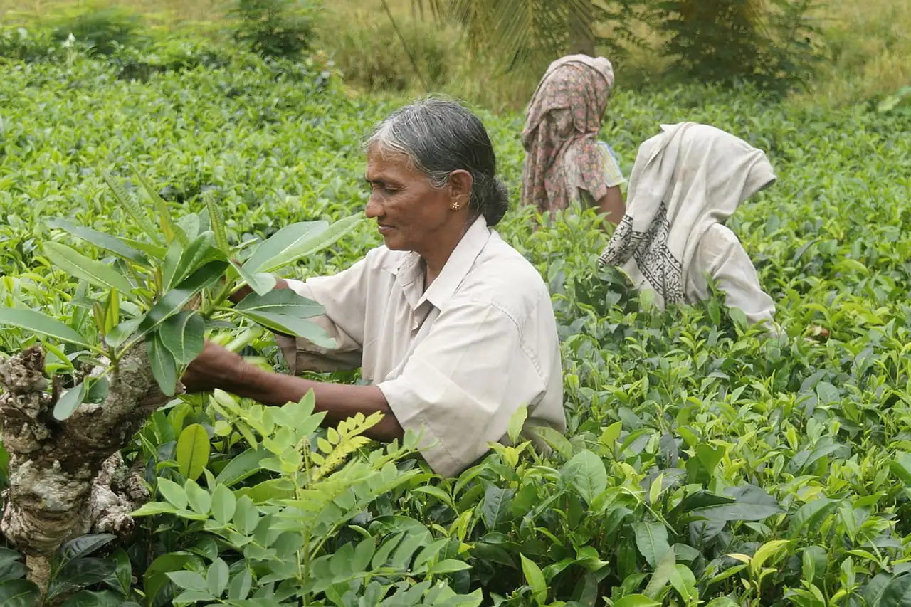Tea pickers working in a green tea field