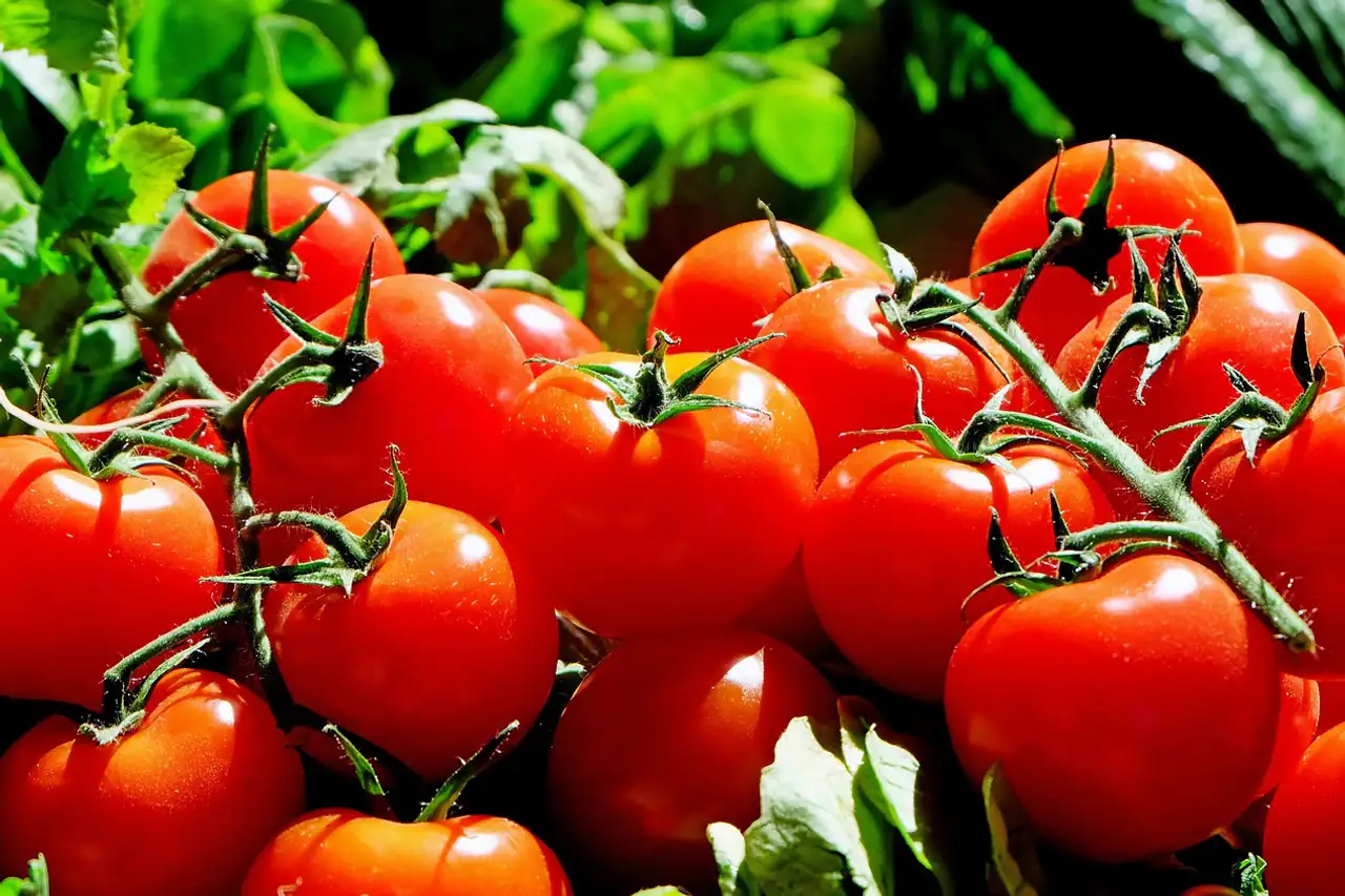Ripe tomatoes on the vine