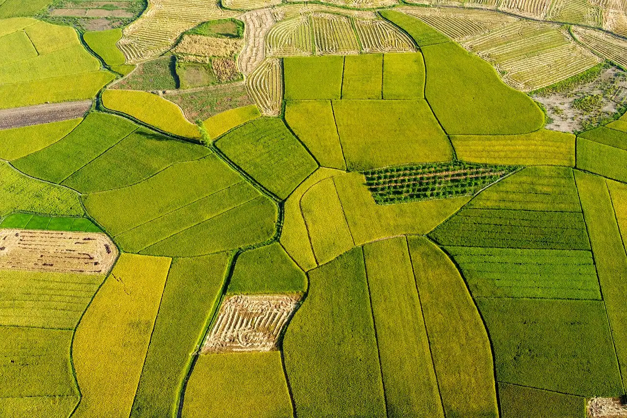Rice fields seen from above
