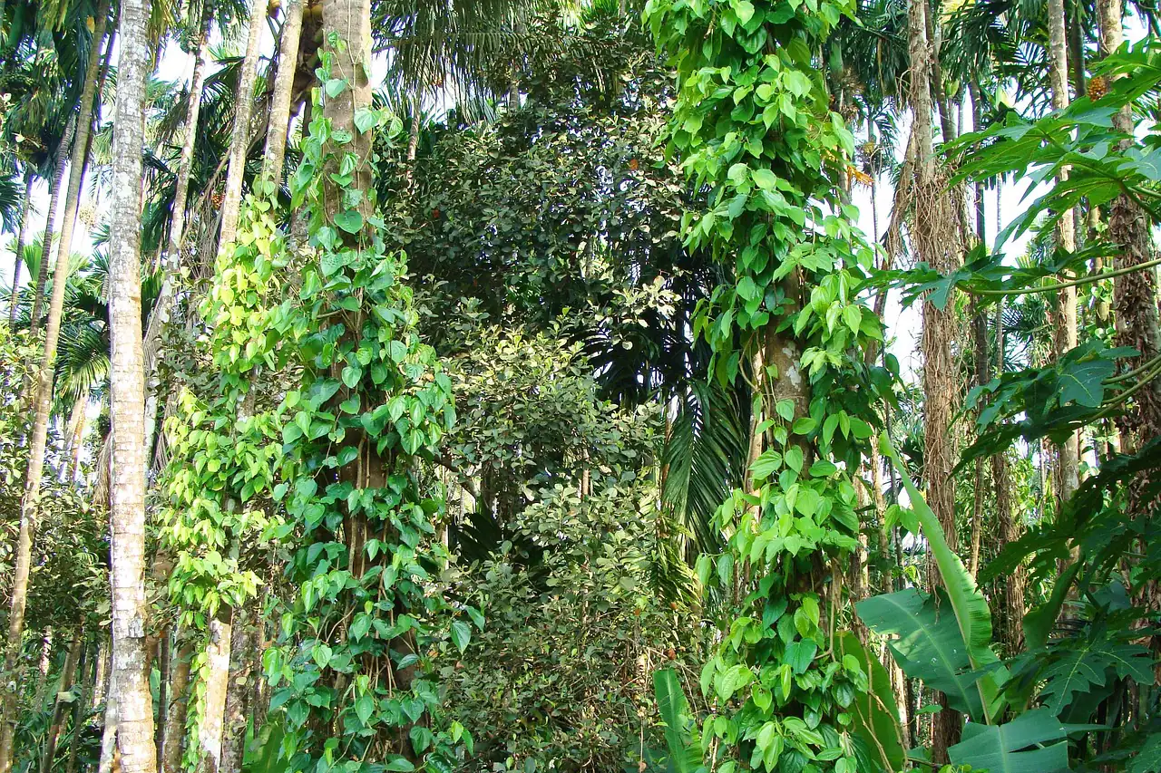 Pepper vines climbing trees on a plantation