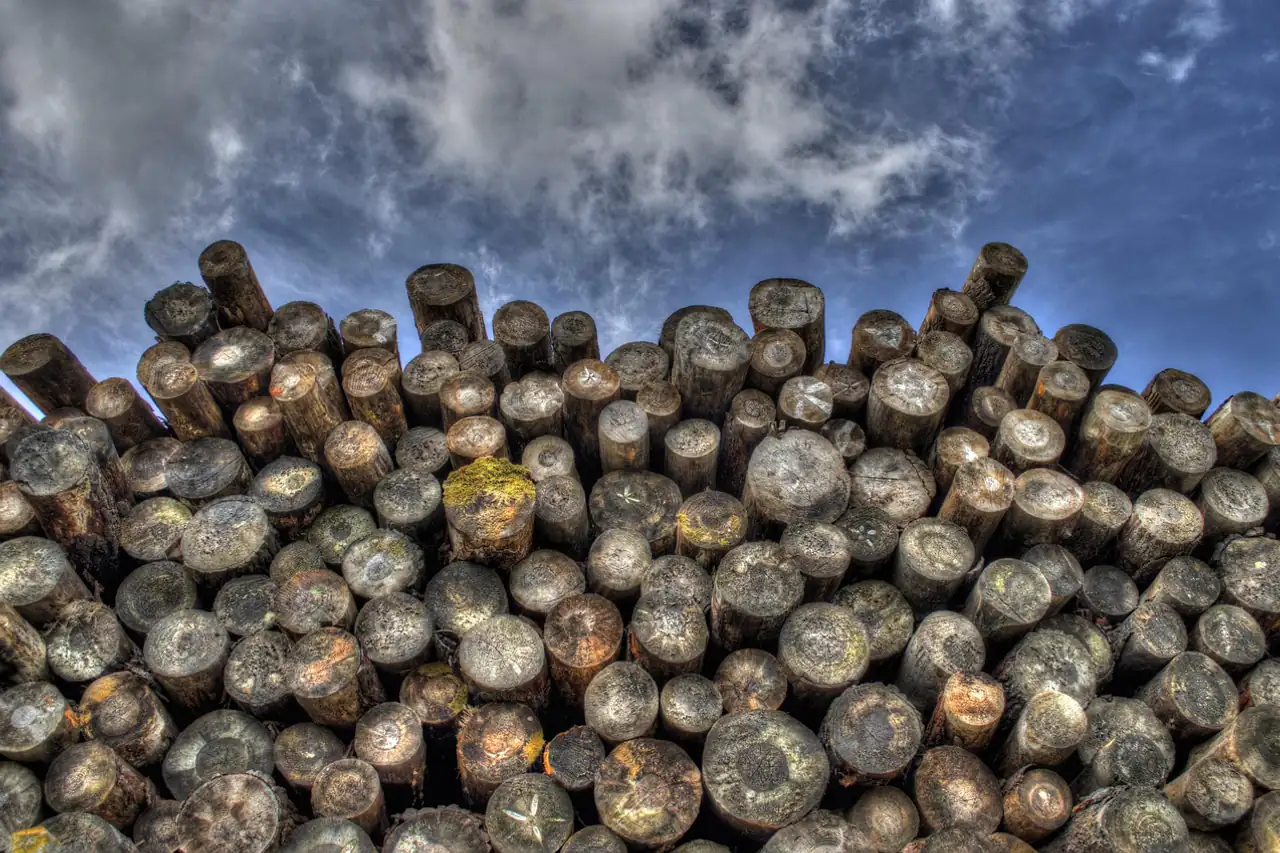 A large stack of cut logs
